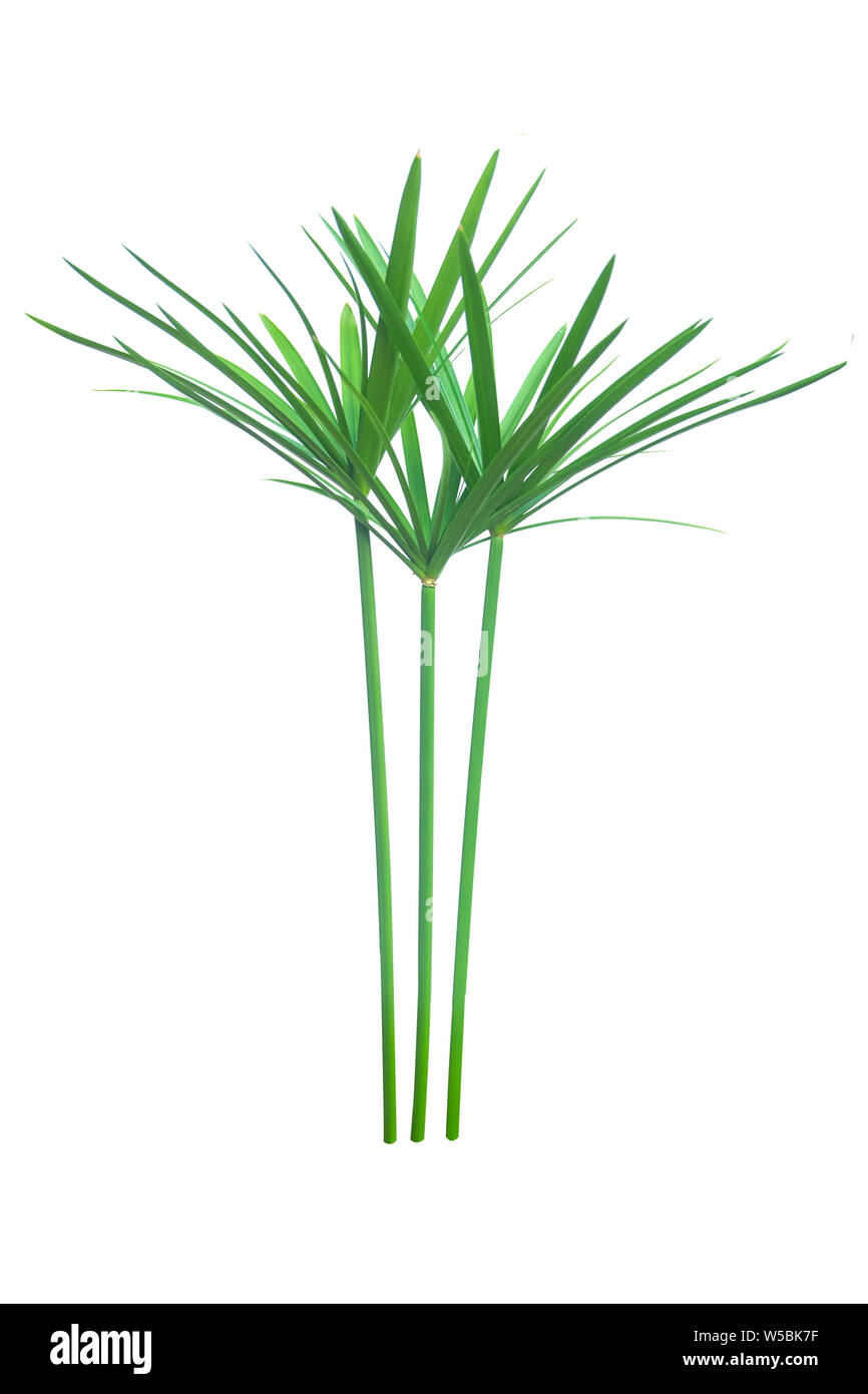 Umbrella plant, Papyrus, Cyperus alternifolius L. Isolated on white backgrund. with clipping path. Stock Photo