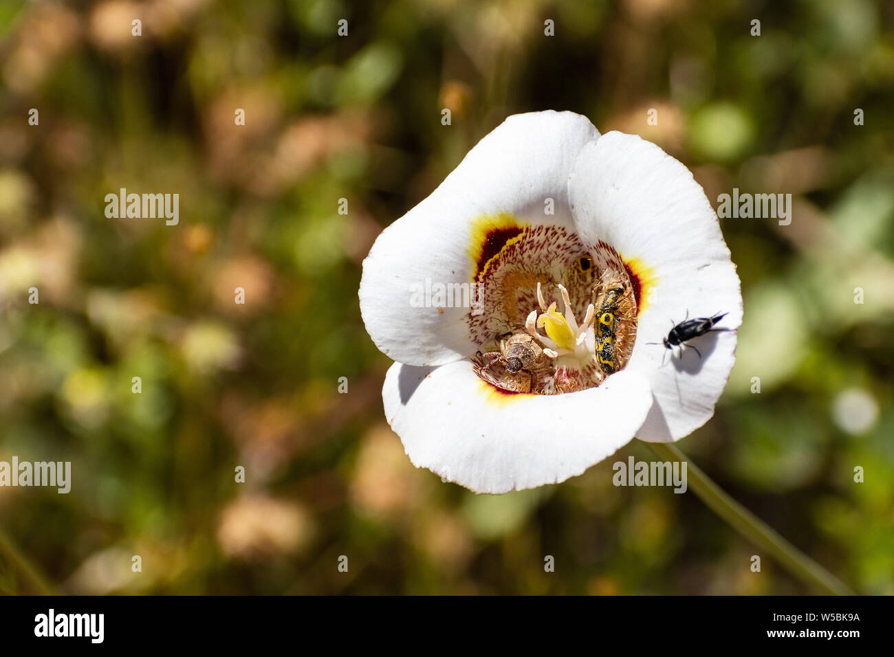 Close up of Butterfly Mariposa Lily (Calochortus venustus) wildflower blooming in Yosemite National Park, Sierra Nevada mountains, California Stock Photo