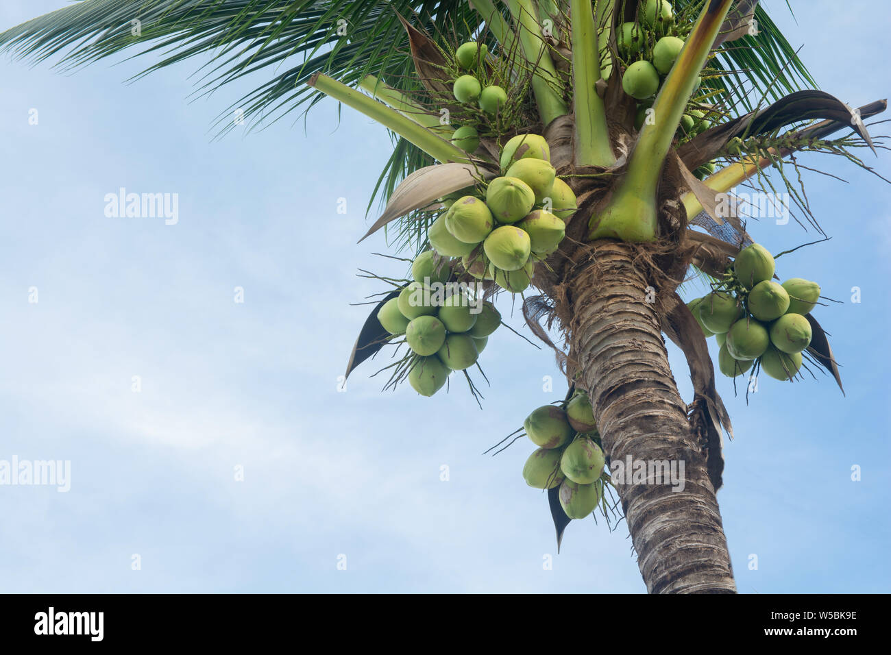 coconut tree and coconut fruits hanging on tree view from under Stock