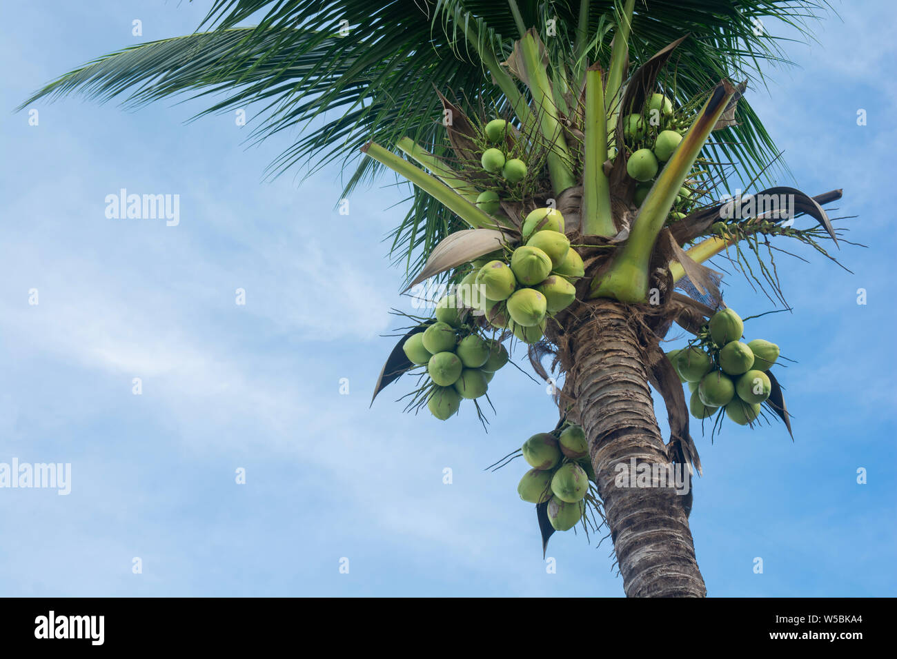 coconut tree and coconut fruits hanging on tree view from under Stock Photo