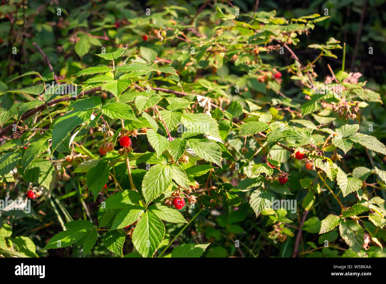 https://c8.alamy.com/comp/W5BKAA/red-raspberry-berries-hang-on-the-branches-raspberry-plantation-raspberry-bush-with-berries-close-up-W5BKAA.jpg