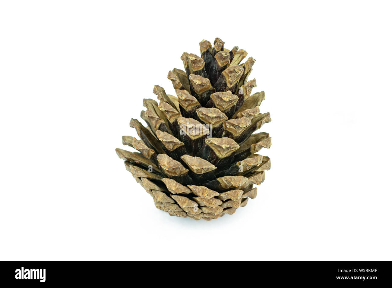 Pine cones isolated on white background with clipping path. Stock Photo
