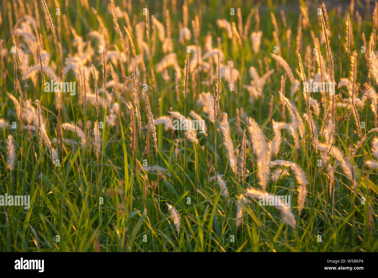 Poaceae grass flower. Imperata cylindica (L.) P. Beauv, poaceae (GRAMINEAE) in the rays of the rising sunset background. Stock Photo