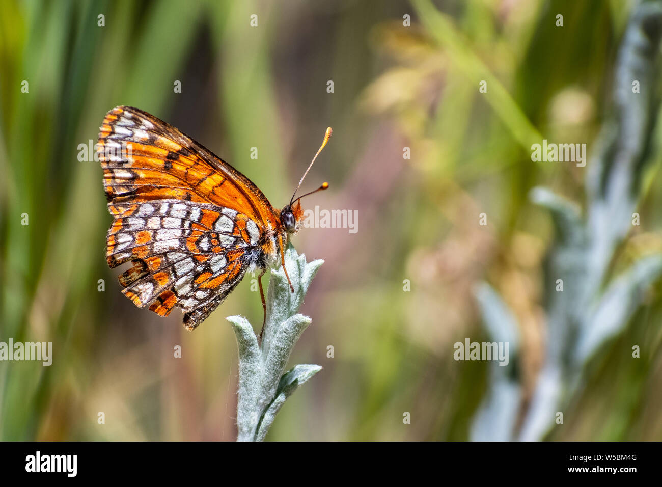 Close up of Hoffmann's checkerspot (Chlosyne hoffmanni) butterfly sitting on top of a plant with closed wings, Yosemite National Park, California Stock Photo