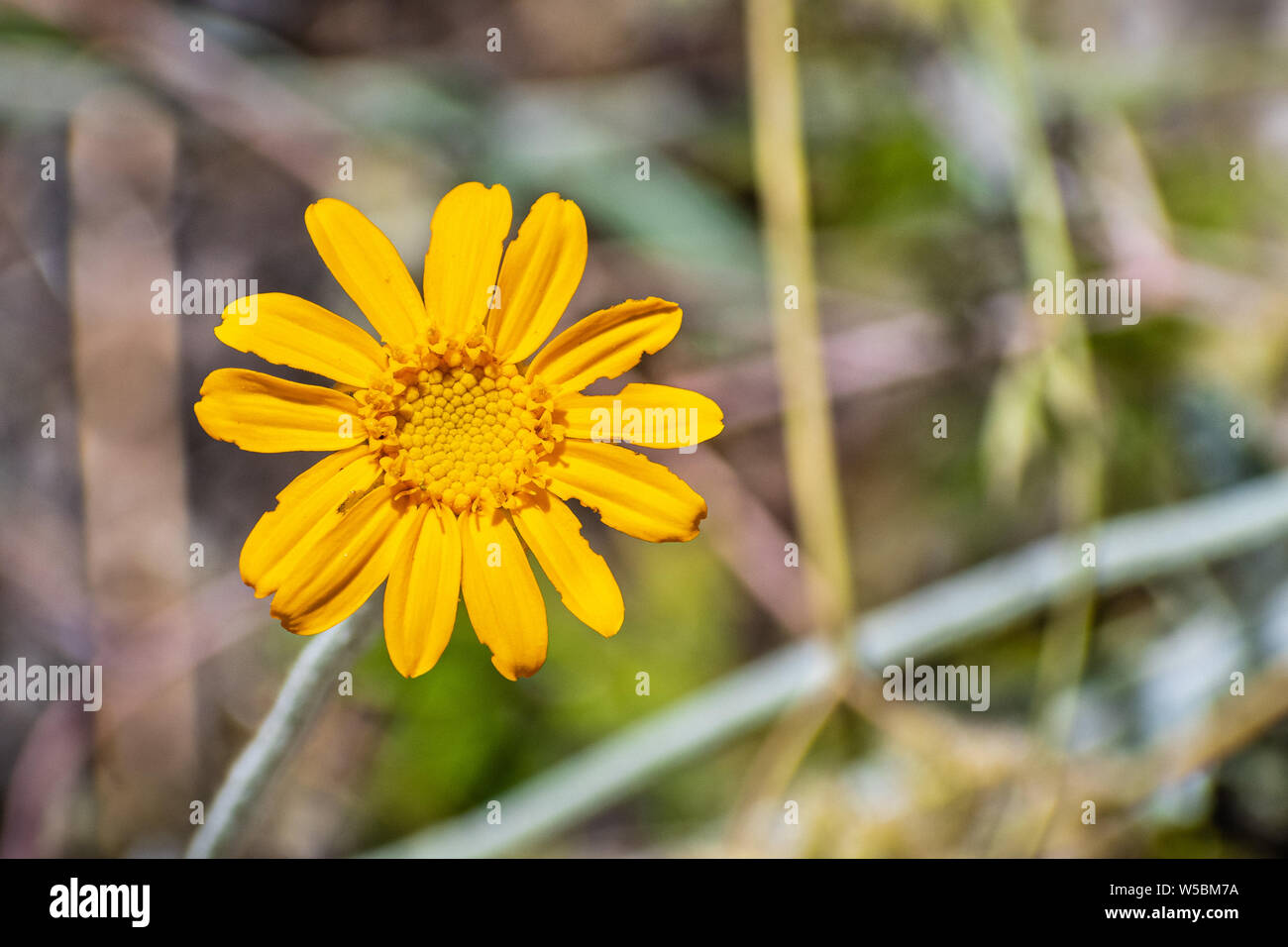 Common woolly sunflower (Eriophyllum lanatum) wildflower blooming Yosemite National Park, Sierra Nevada mountains, California Stock Photo