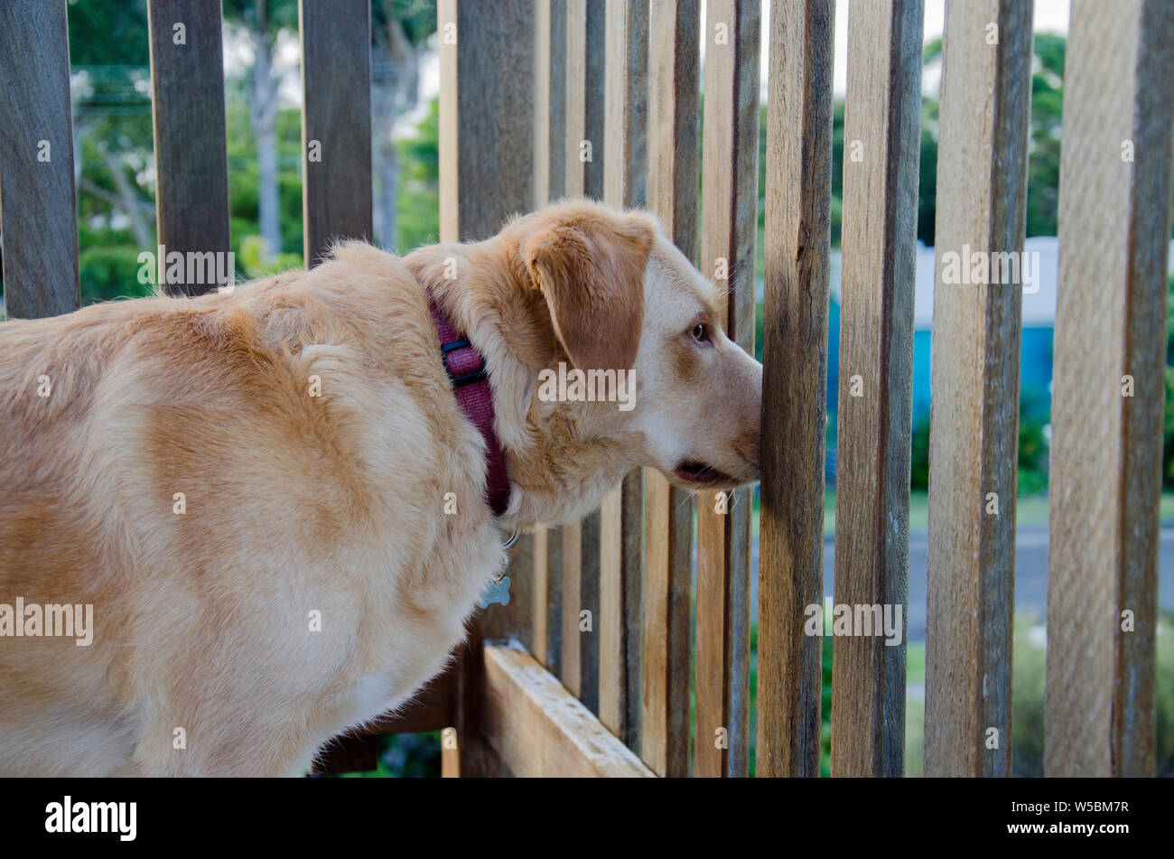 A cross breed Golden Labrador Border Collie stands and stares with its nose between balcony fence palings intently watching Stock Photo