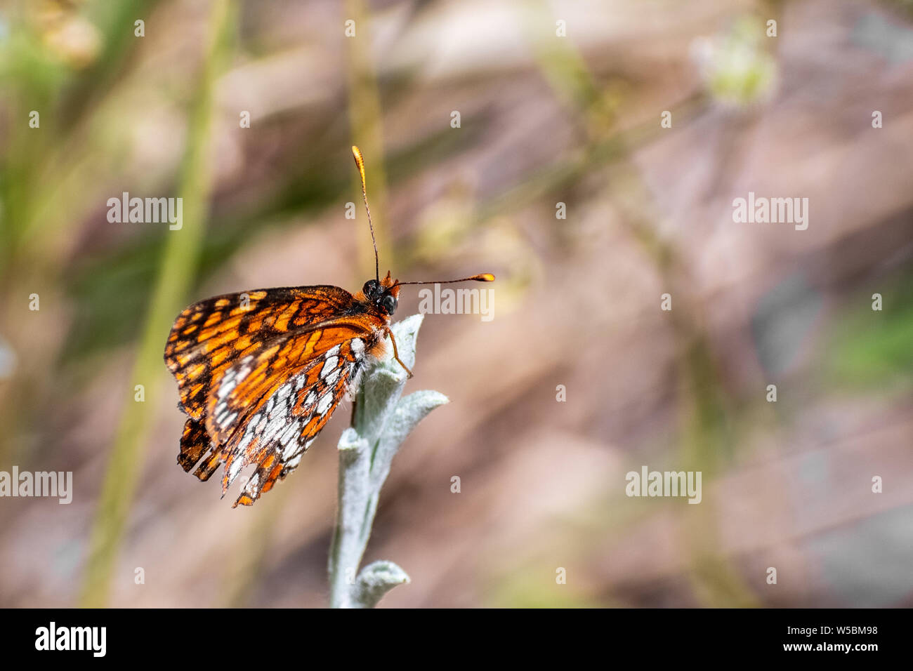 Close up of Hoffmann's checkerspot (Chlosyne hoffmanni) butterfly sitting on top of a plant with closed wings, Yosemite National Park, California Stock Photo