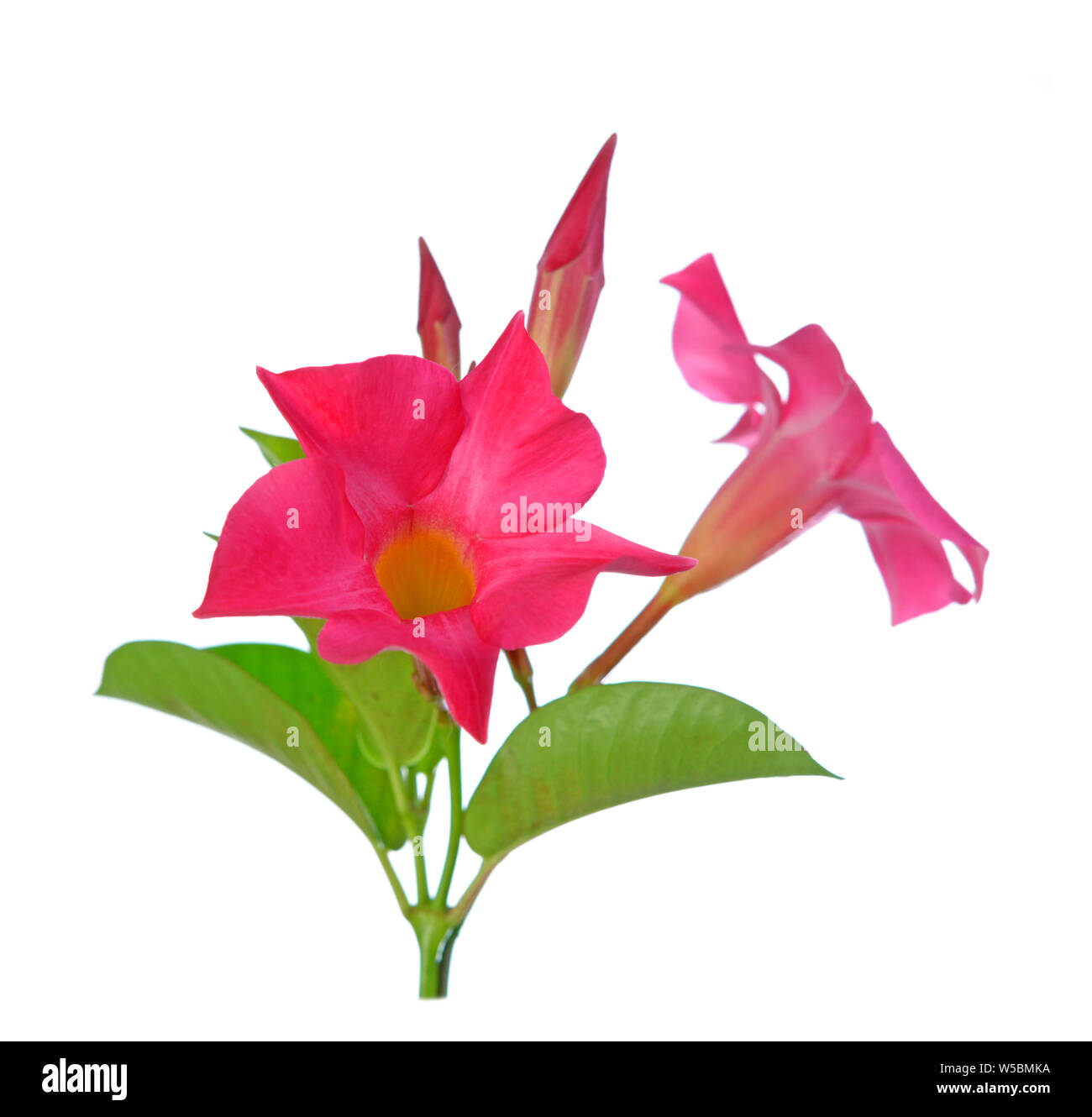Magnenta Dipladenia flowers and buds isolated on white Stock Photo