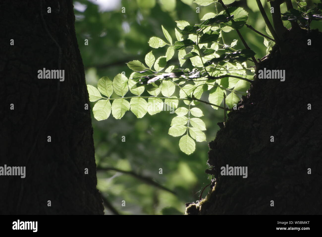 Mature Ash Tree (Fraxinus excelsior), Backlit leaves during high summer. Exeter, Devon, UK. Stock Photo