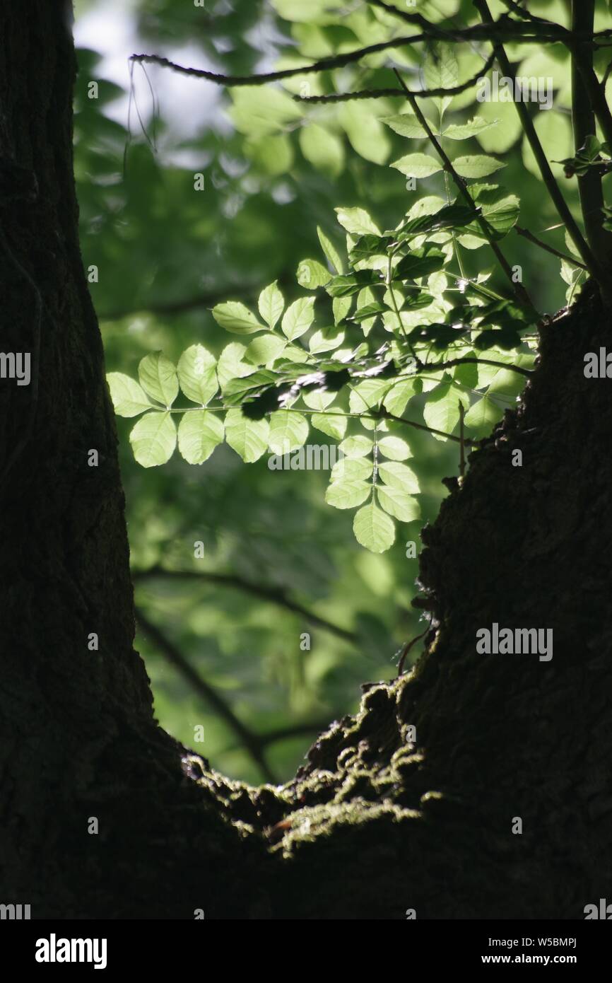 Mature Ash Tree (Fraxinus excelsior), Backlit leaves during high summer. exeter, dEvon, UK. Stock Photo