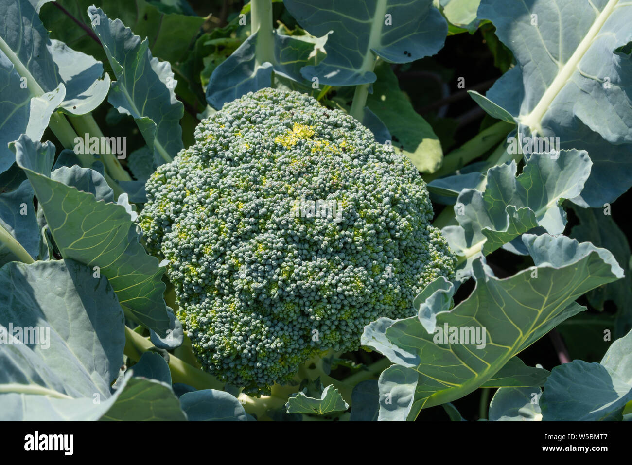 Green food, close up to a broccoli plant, ready to harvest Stock Photo