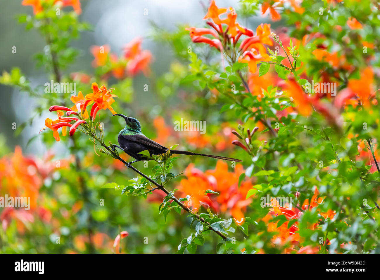 Bronze Sunbird (Nectarinia kilimensis) feeding on nectar in profile, taken in Kenya. Stock Photo