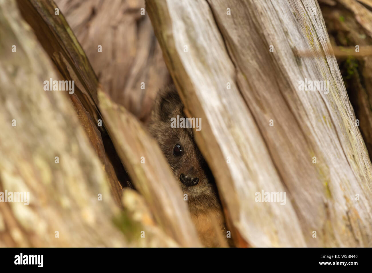Tree Hyrax in daytime hiding in cracked branch of tree, in Nanyuki, Laikipia county, Kenya. Stock Photo
