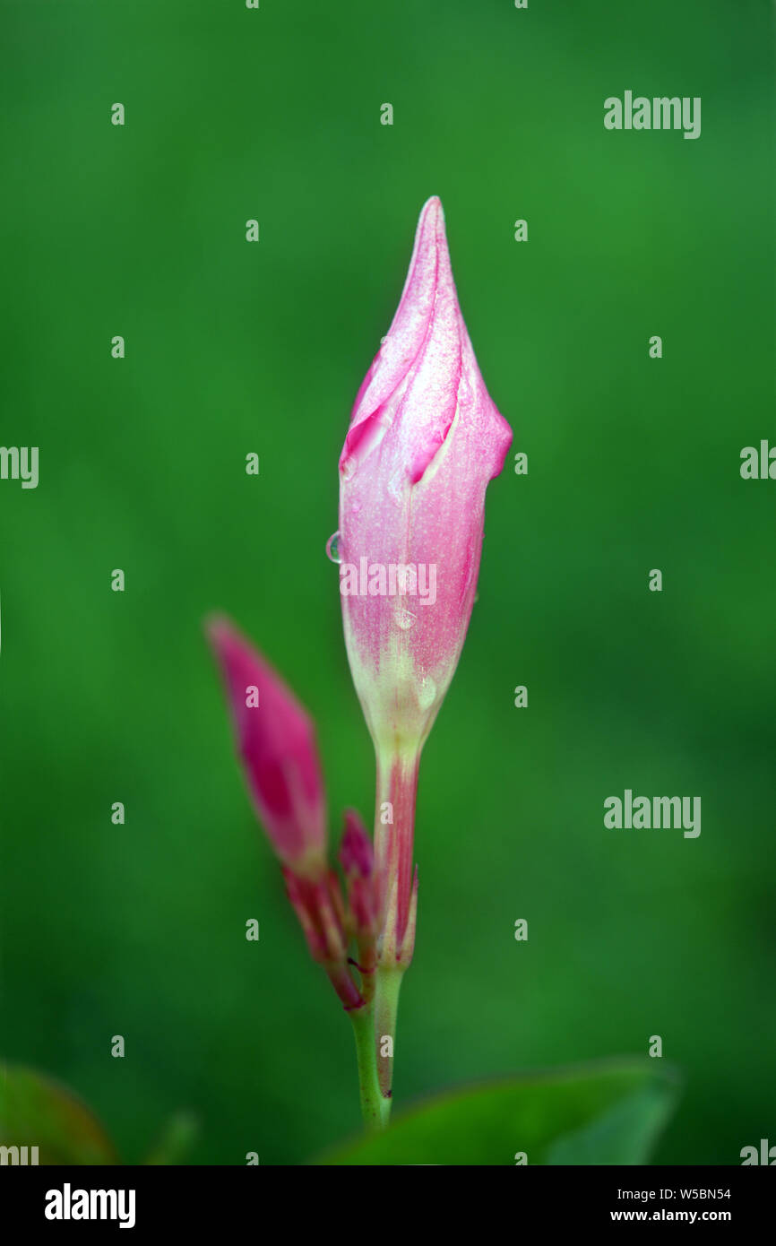 Magnenta Dipladenia flowers and buds in garden Stock Photo