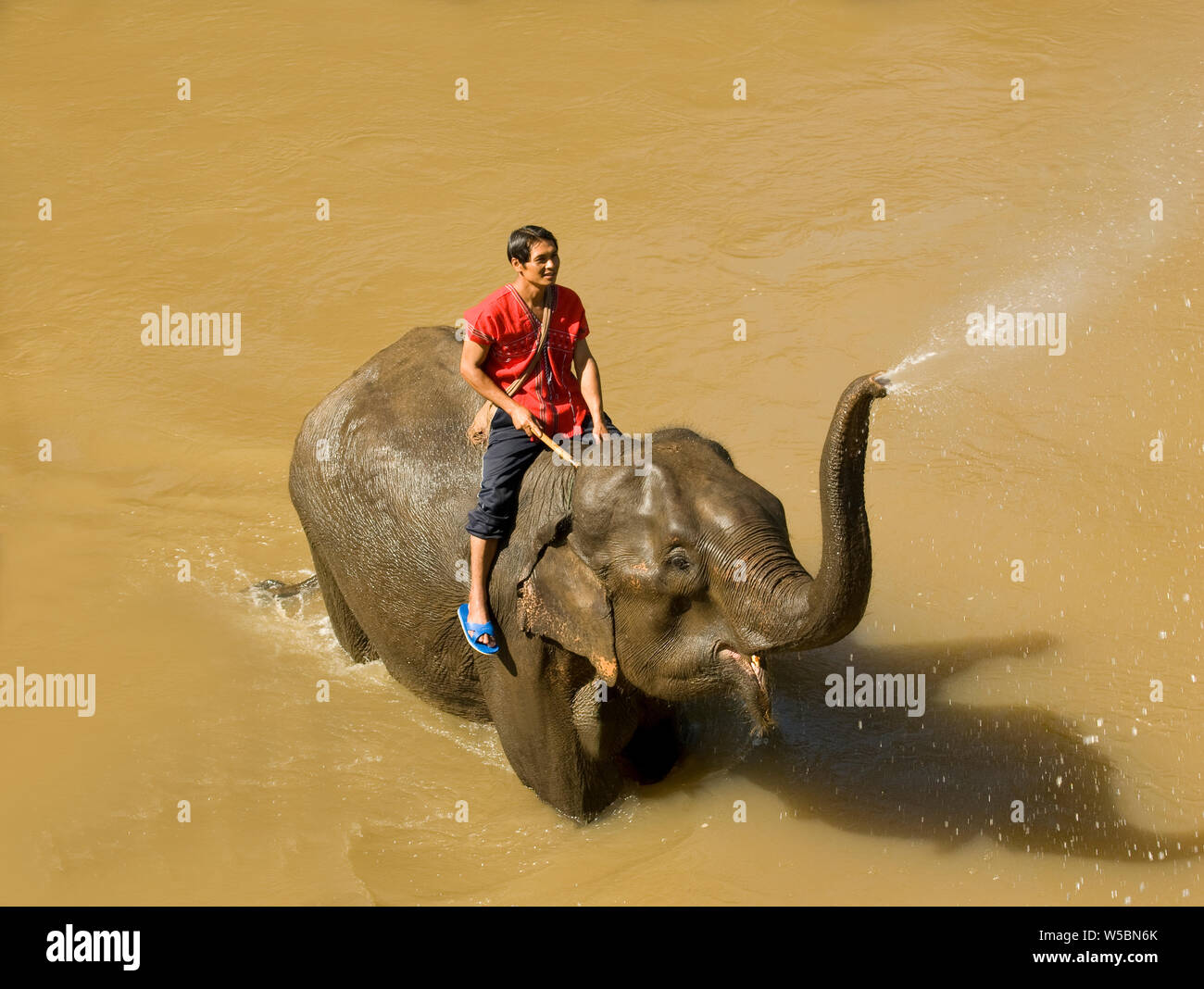 A Happy Young Thai Man called a Mahout (an Elephant Handler) on the