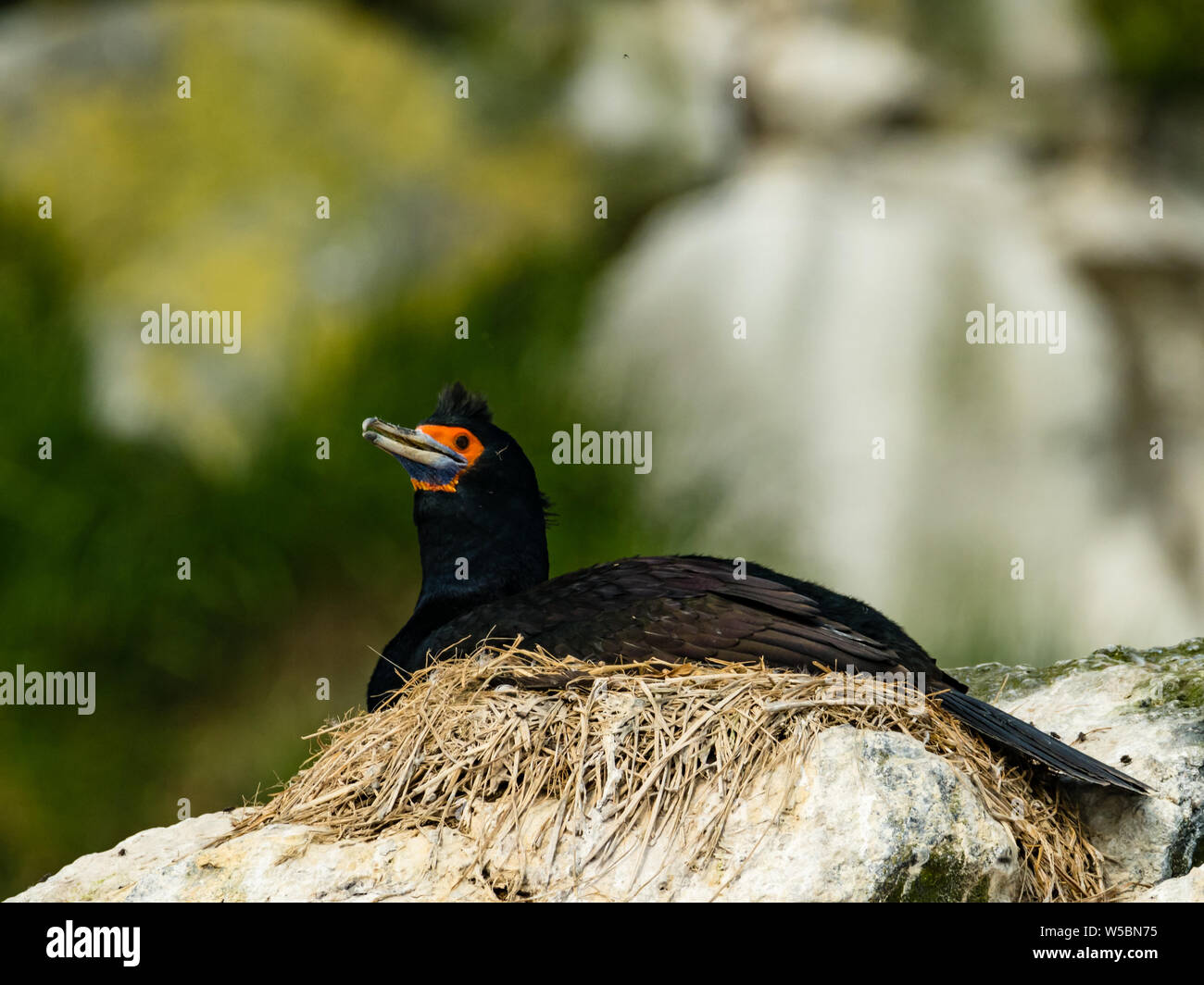 Nesting Red-faced Cormorant, phalacrocorax urile, on Ariy Kamen, Bering Island, Russia Aleutians Stock Photo