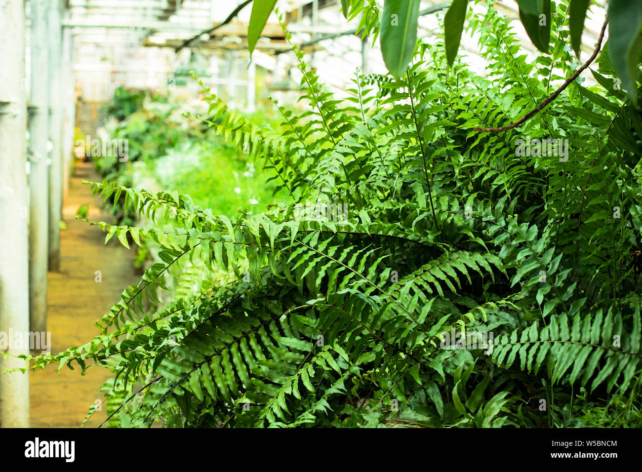 A large bush of green fern grows in the greenhouse. Growing tropical plants for sale in a greenhouse. Greenhouse. Agricultural technology of growing r Stock Photo