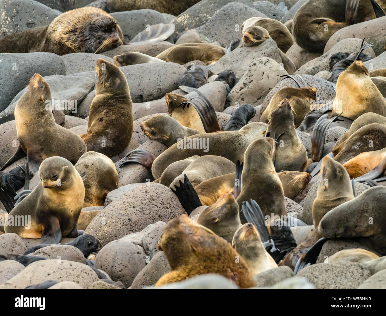 Northern Fur Seals, Callorhinus ursinus, breeding in harems on St. Paul Island, Bering Sea, Alaska Stock Photo