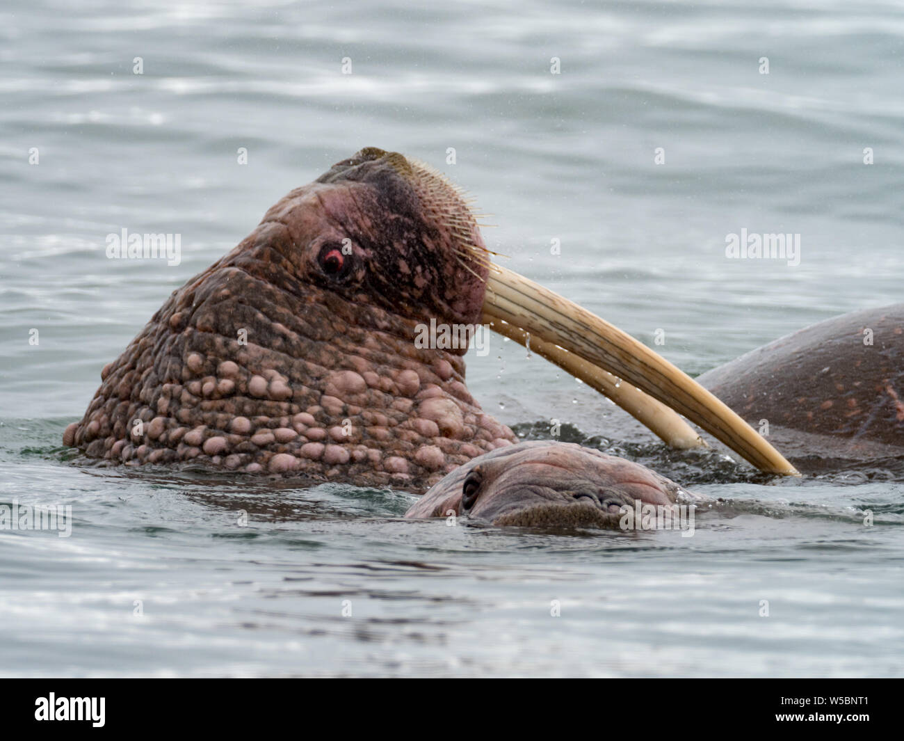 Pacific Walrus, Odobenus rosmarus, showing tusks in the ocean off the coast of Chukotka, Russia Far East Stock Photo