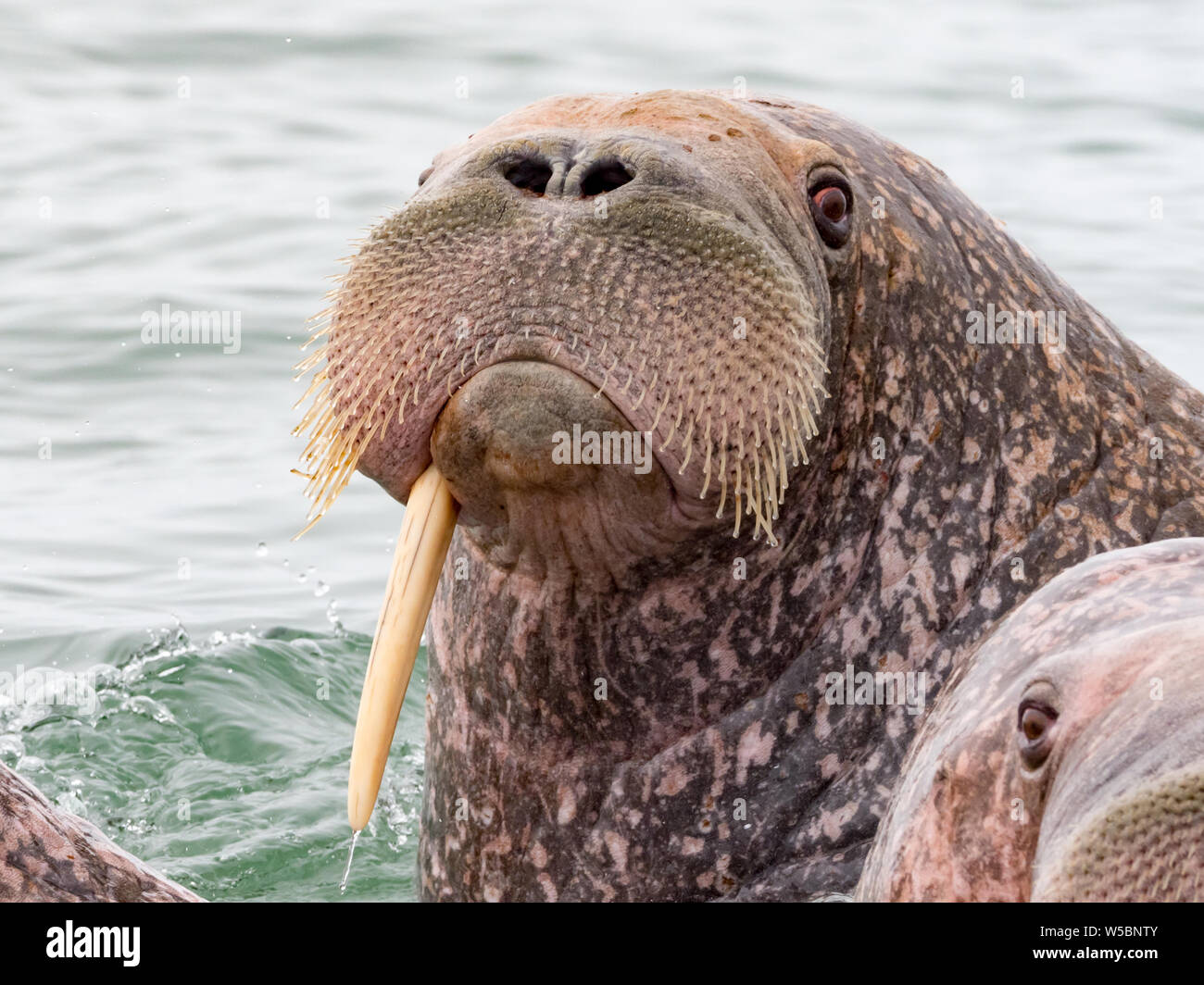Pacific Walrus, Odobenus rosmarus, showing tusks in the ocean off the coast of Chukotka, Russia Far East Stock Photo