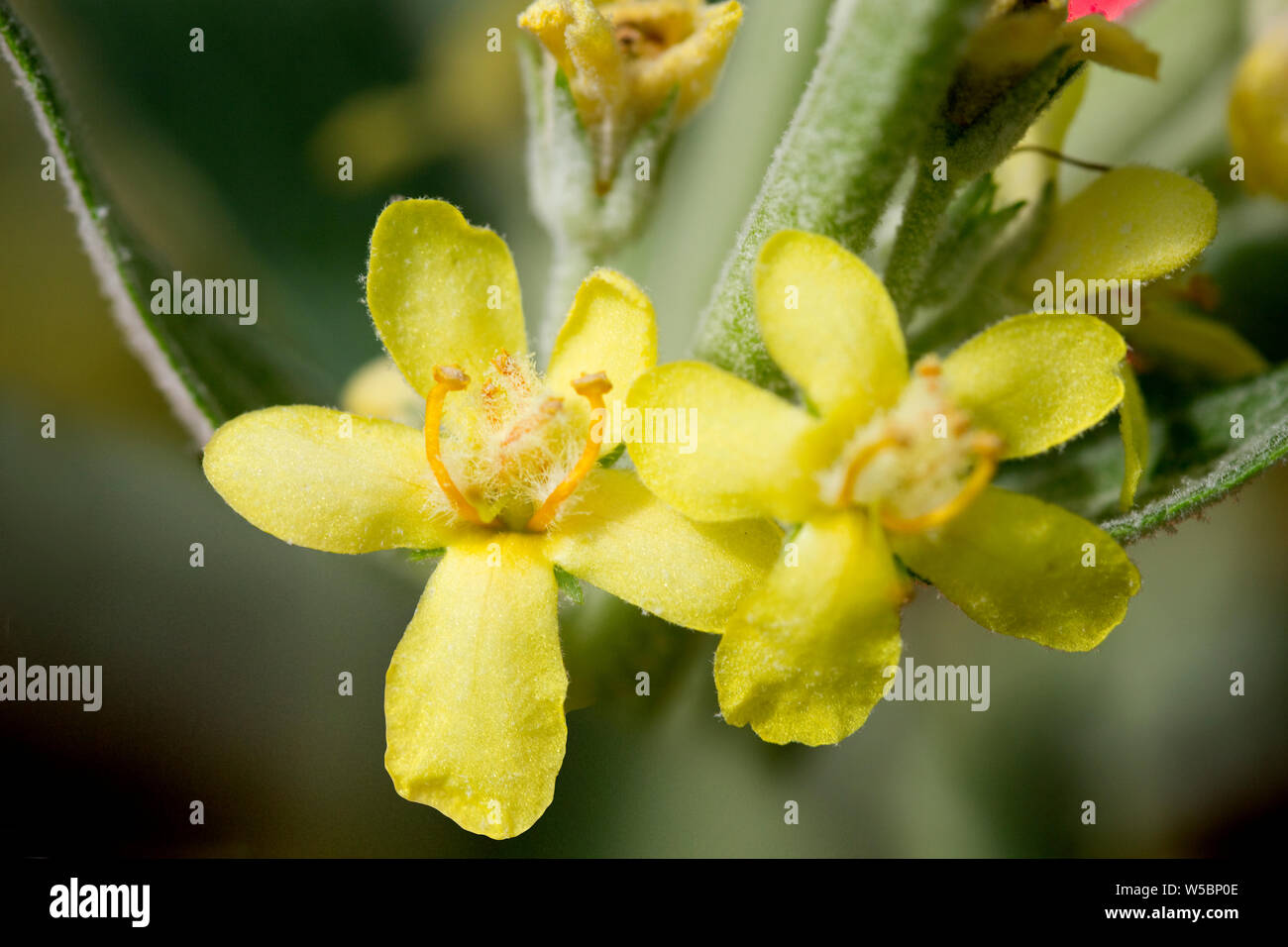 Pracht- Königskerze (Verbascum speciosum), Syn. Verbascum coeruleum, Verbascum hyoserifolium, Verbascum hyoseridifolium, Verbascum integrifolium, Verb Stock Photo