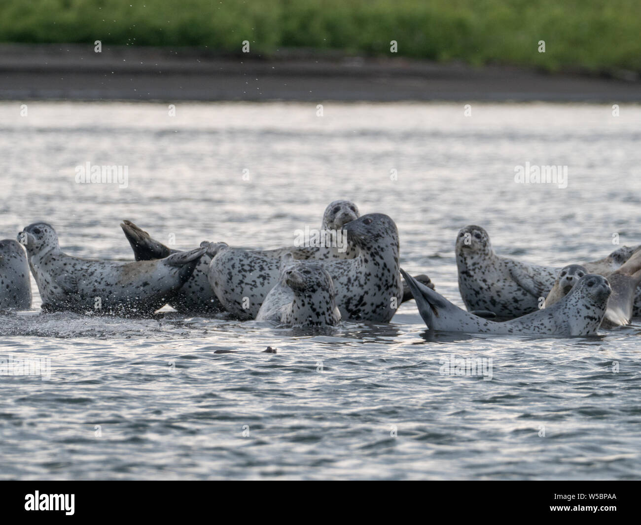 Spotted or Largha seals, Phoca largha, on a mud bank on the Zhupanova River, Kamchatka, Russia Stock Photo