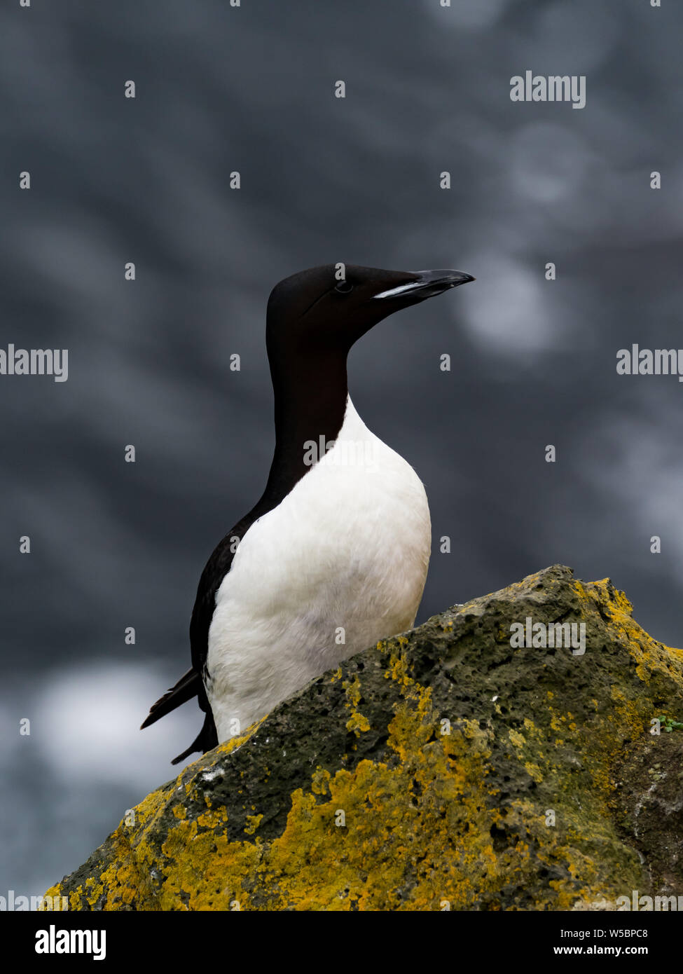 Thick-billed Murre,Uria lomvia, a nesting seabird on the cliffs of St. Paul Island in the Pribilofs Stock Photo