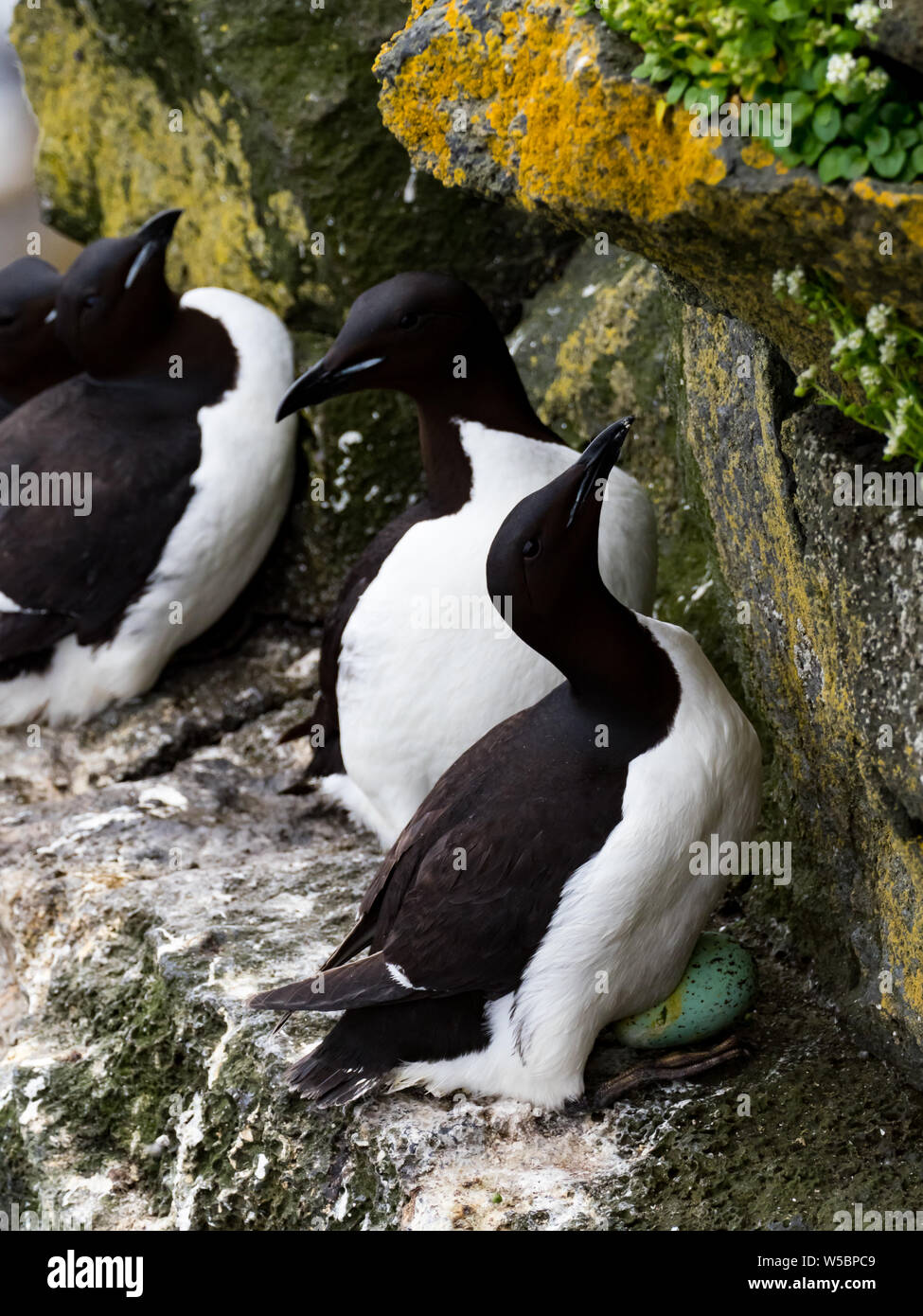 Thick-billed Murre,Uria lomvia, a nesting seabird on the cliffs of St. Paul Island in the Pribilofs Stock Photo