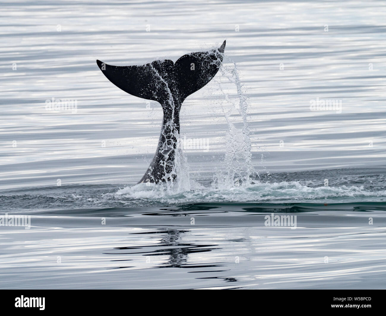 Transient killer whale off St. Paul Alaska Stock Photo