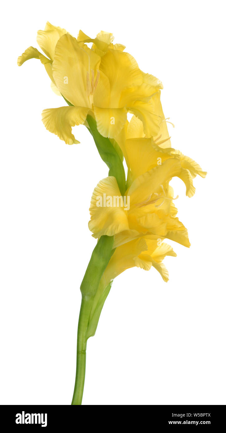 Forsythia Cut Out Stock Images Pictures Alamy