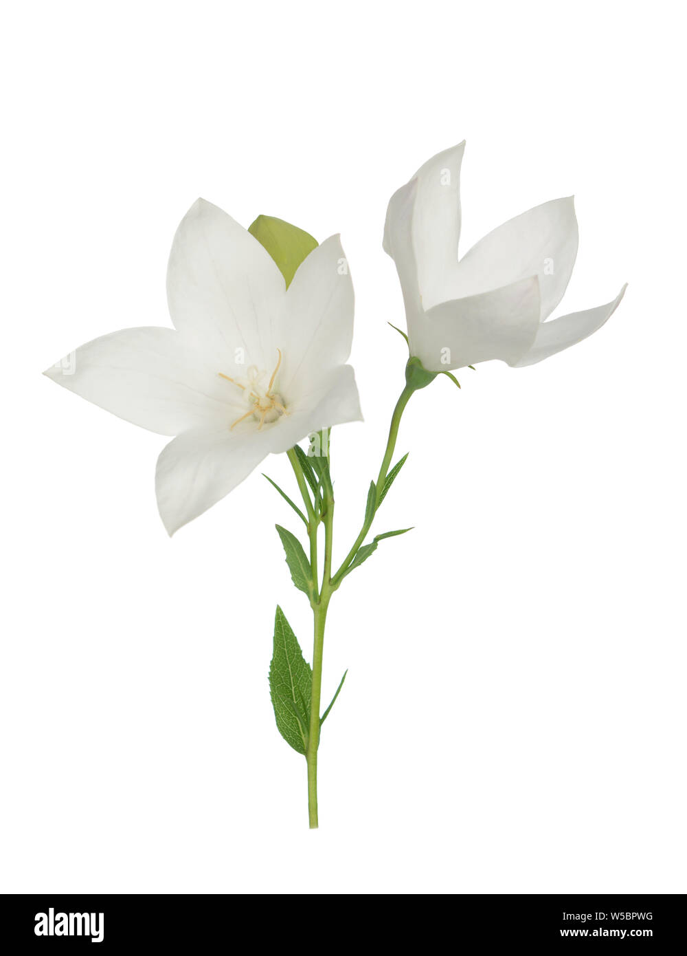 White Platcodon flowers isolated on white Stock Photo