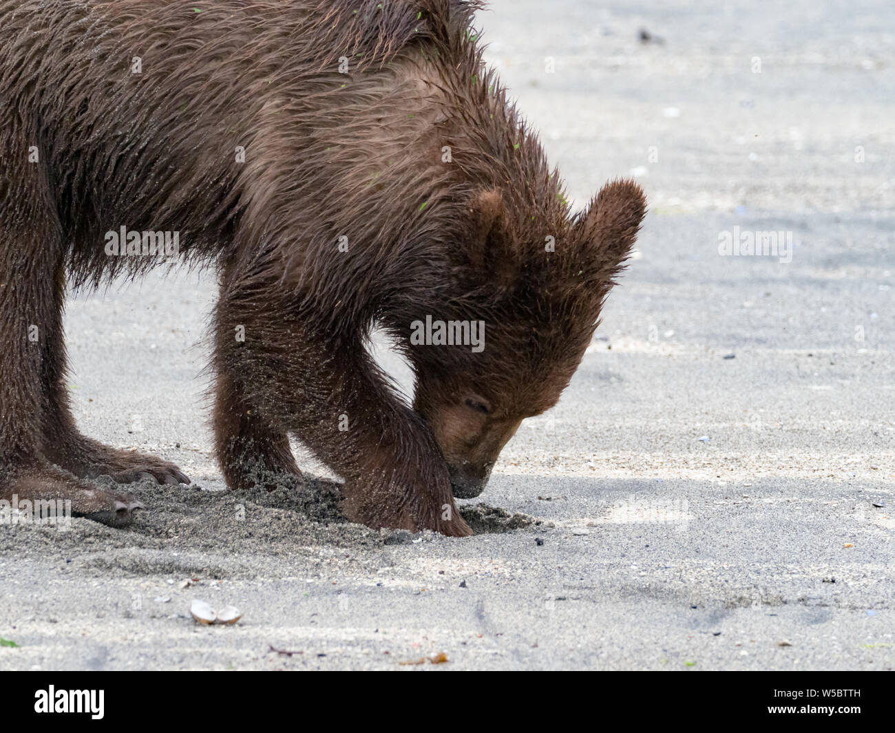 Brown bear, Ursus arctos,  in Geographic Harbor in Katmai National Park, Alaska, USA Stock Photo