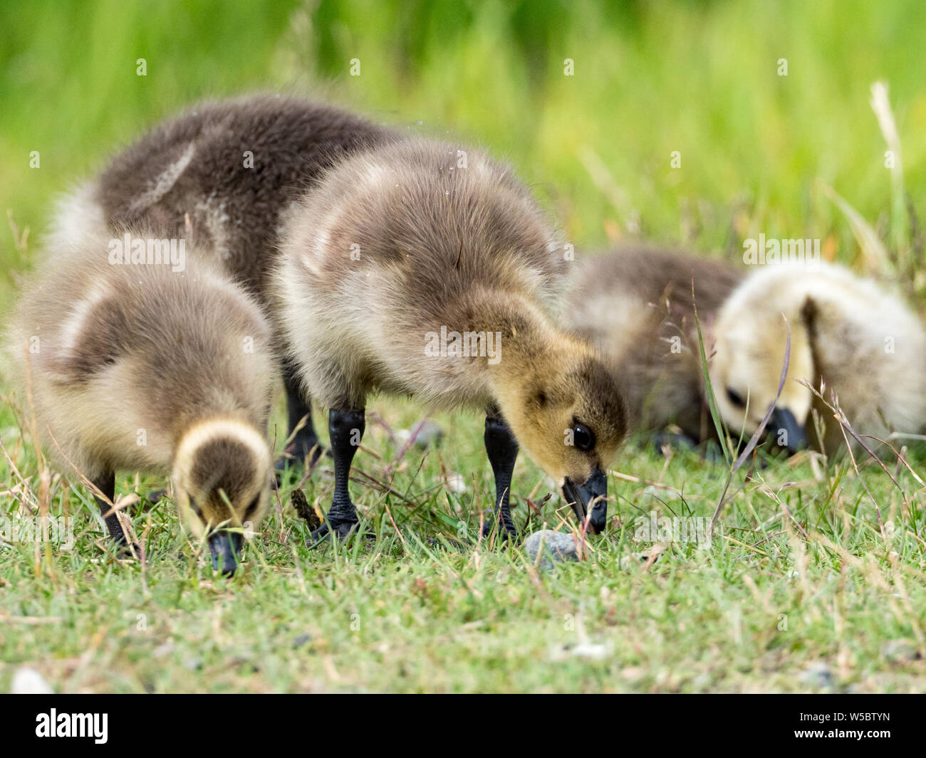 Canada goose with goslings at Potter's Marsh in Anchorage Alaska USA Stock Photo