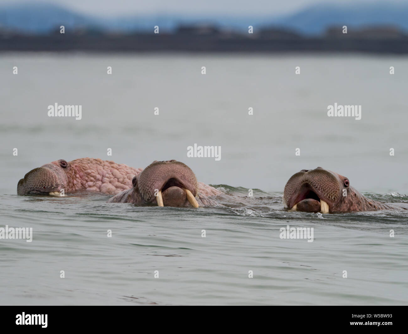 A group of Pacific Walrus, Odobenus rosmarus, in the ocean off of Meynypilgyno, Chukotka, Far east Russia Stock Photo