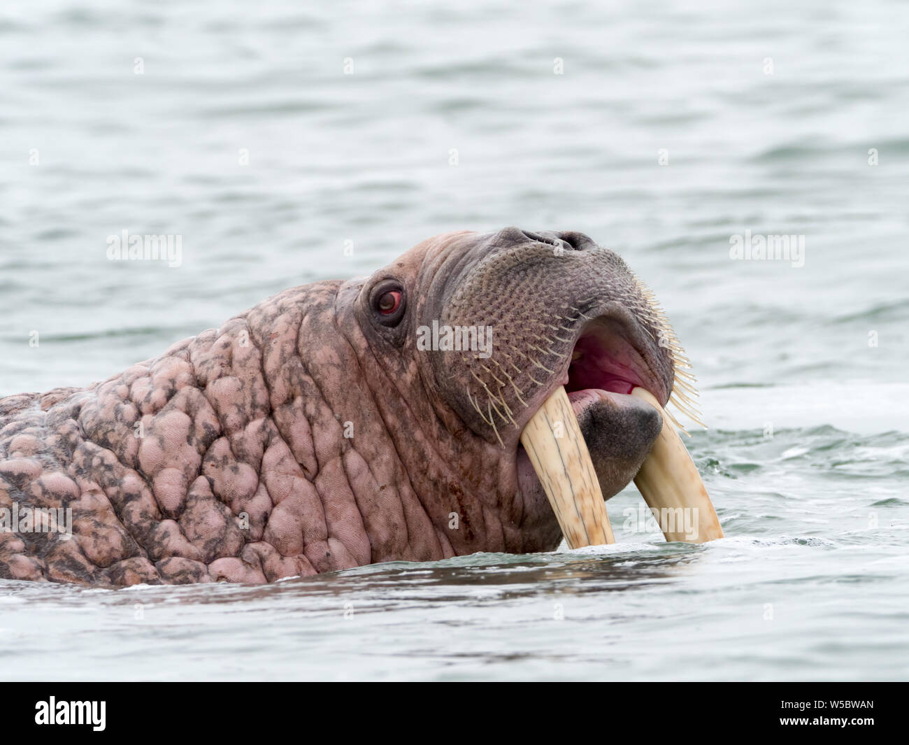 Bering sea walrus hi-res stock photography and images - Alamy
