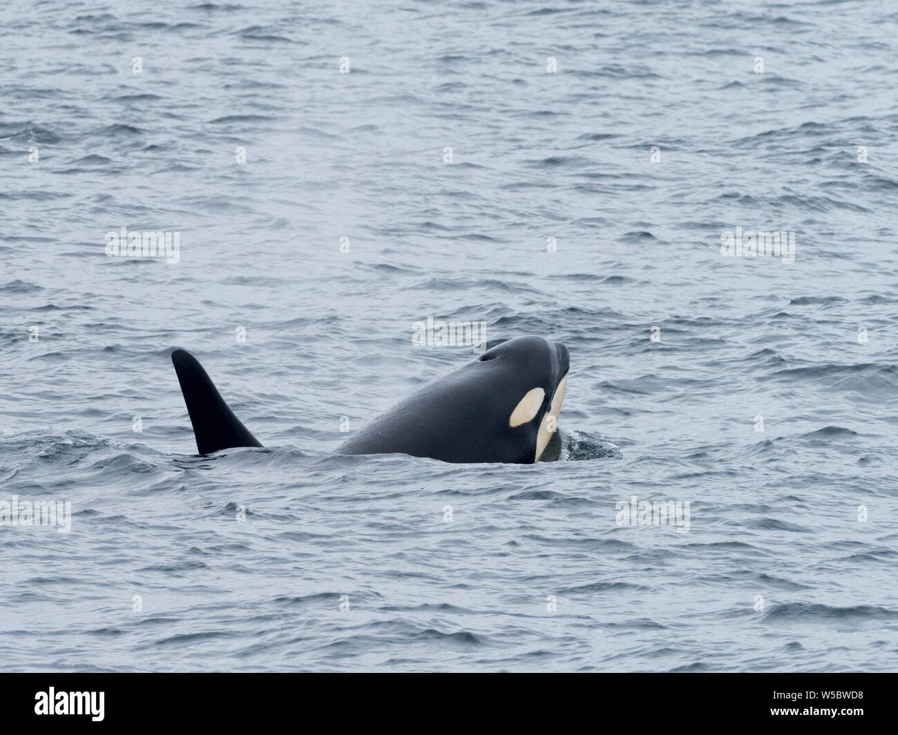 A resident killer whale, Orcinus orca, in the Aleutians of Alaska, USA Stock Photo