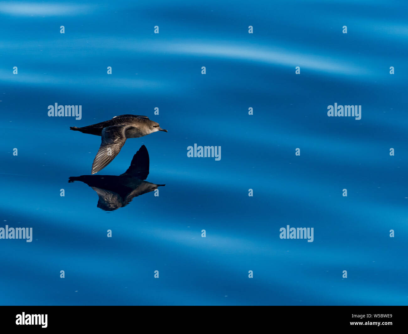 Short-tailed shearwater, Ardenna tenuirostris, in glassy water off the Chukotka coast of Russia in the Bering Sea Stock Photo