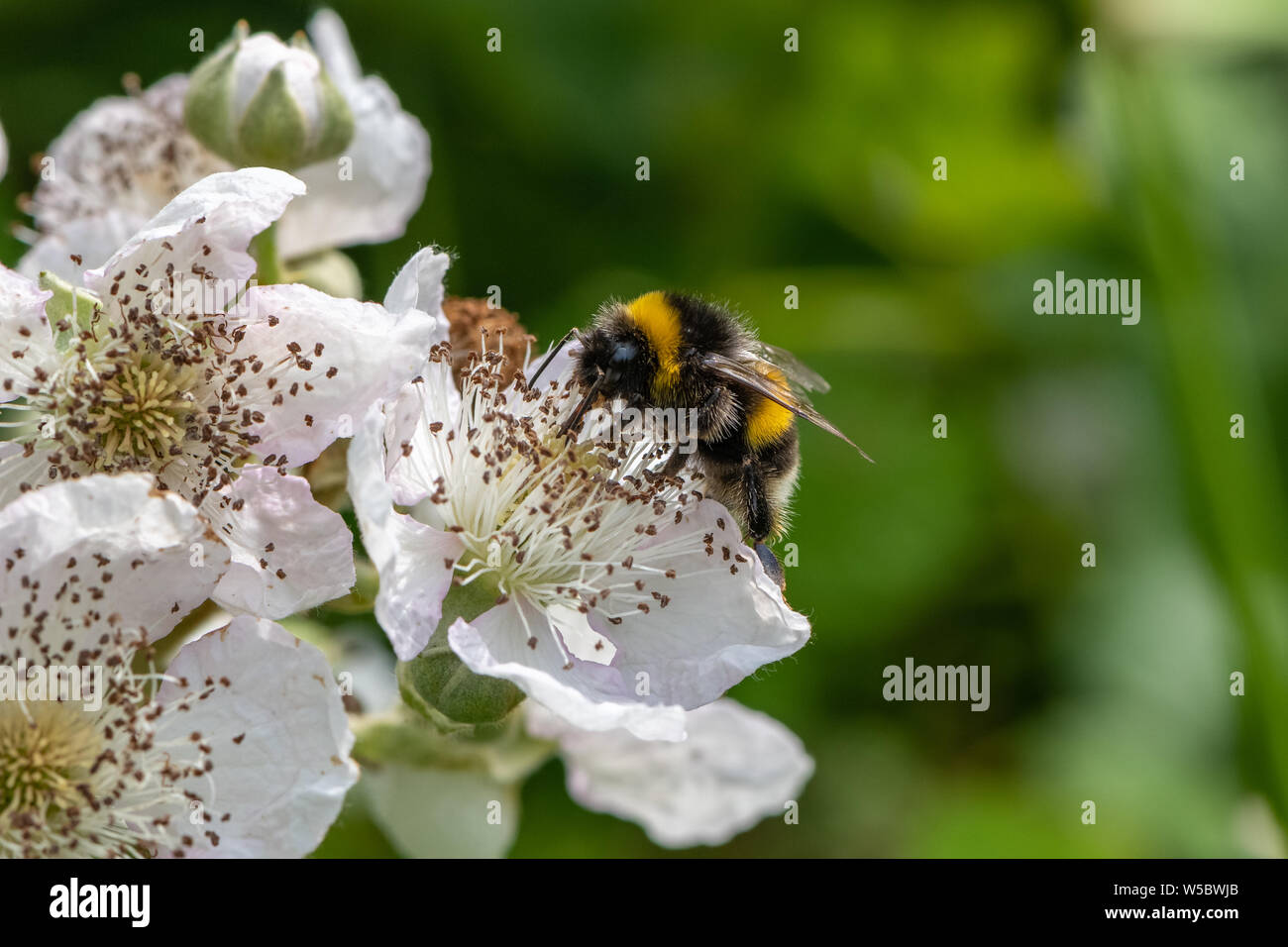Bumble bee on Blackberry flower. Stock Photo