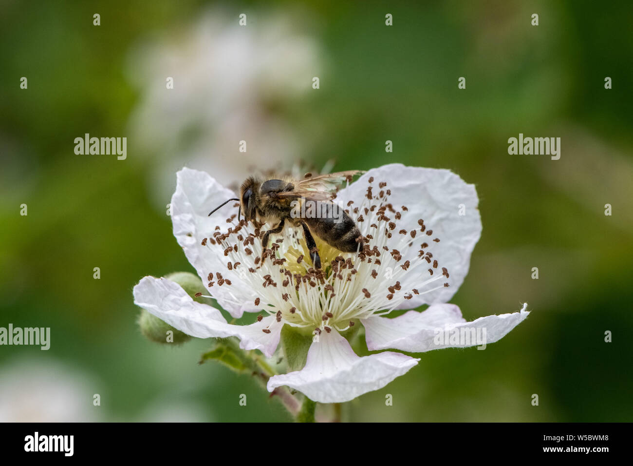 Bee on Blackberry flower. Stock Photo