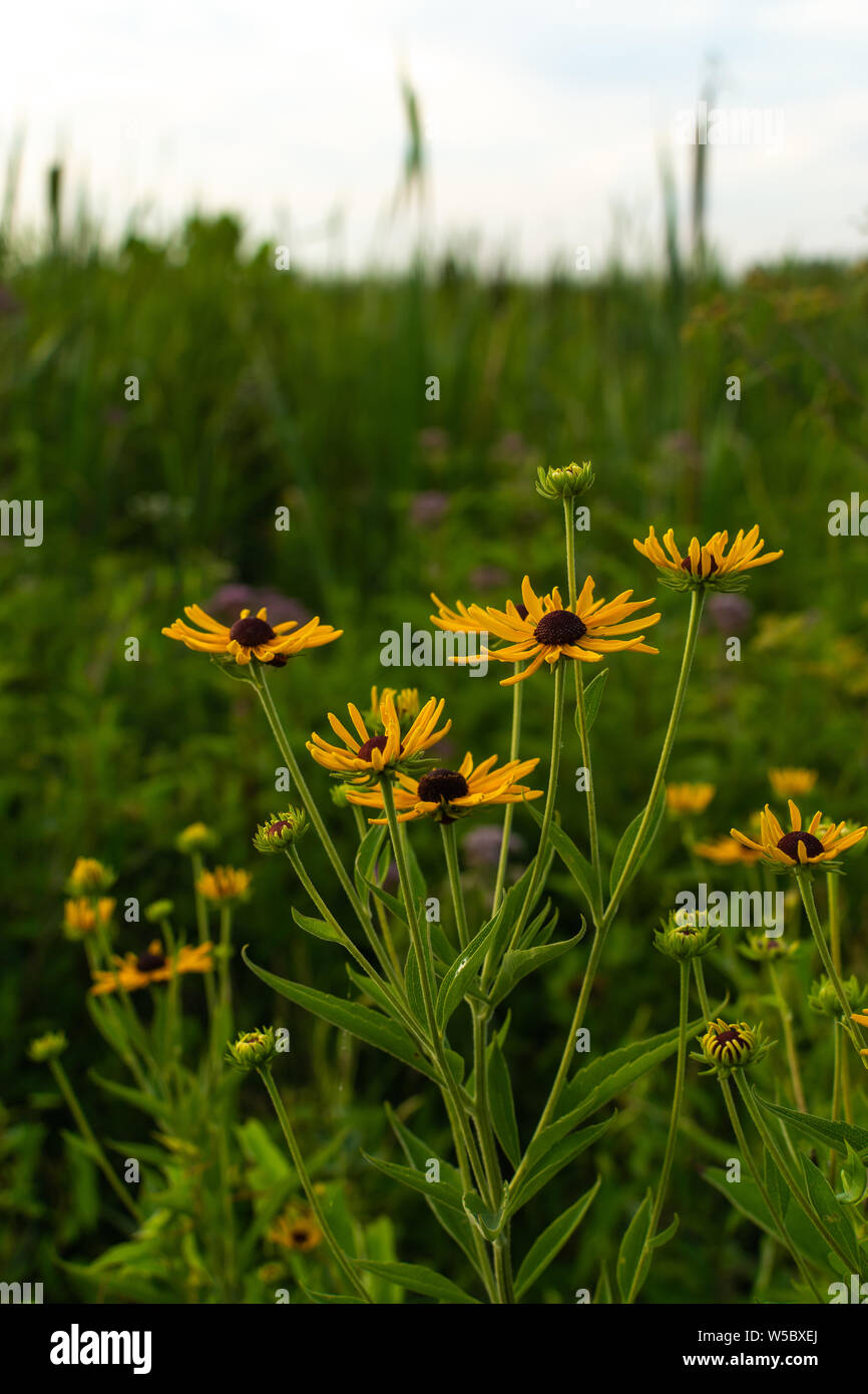 Black eye susans hi-res stock photography and images - Alamy