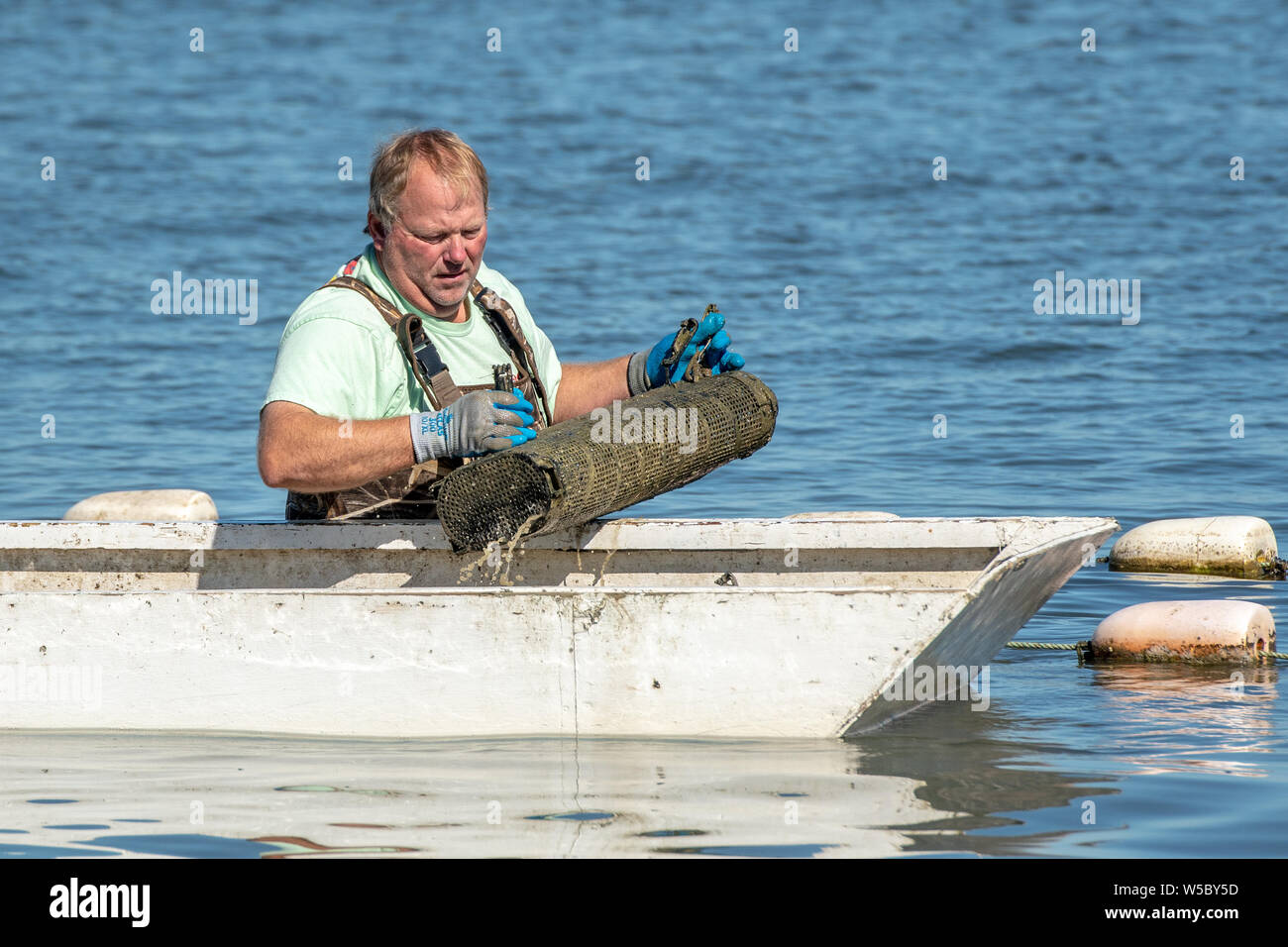 An oyster farmer picks up cages of farm grown oysters, Hoopers Island, Maryland. Stock Photo