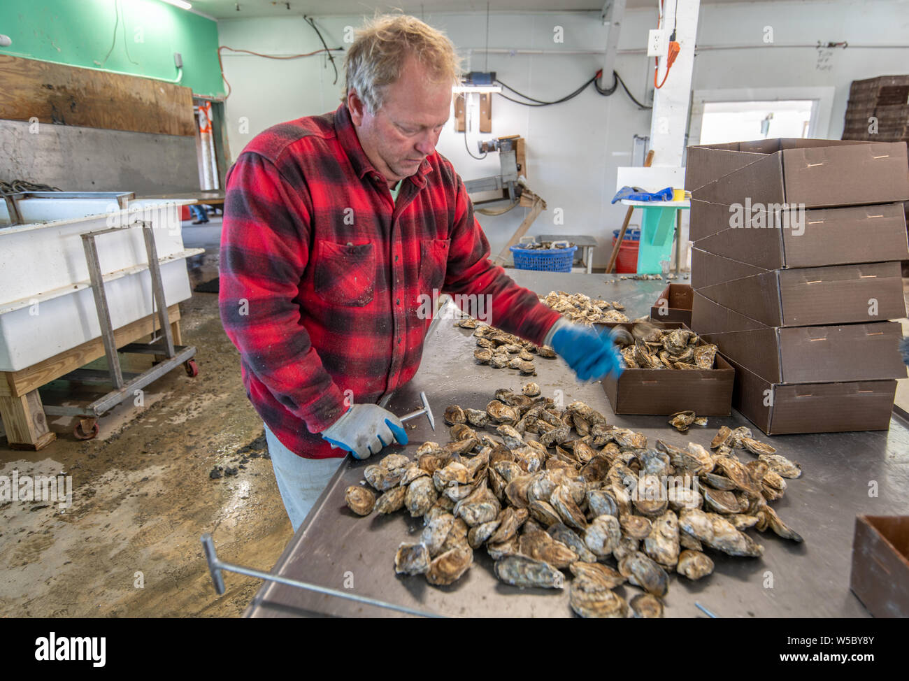 An oyster farmer arranges and sorts his harvest, Hoopers island, Maryland. Stock Photo