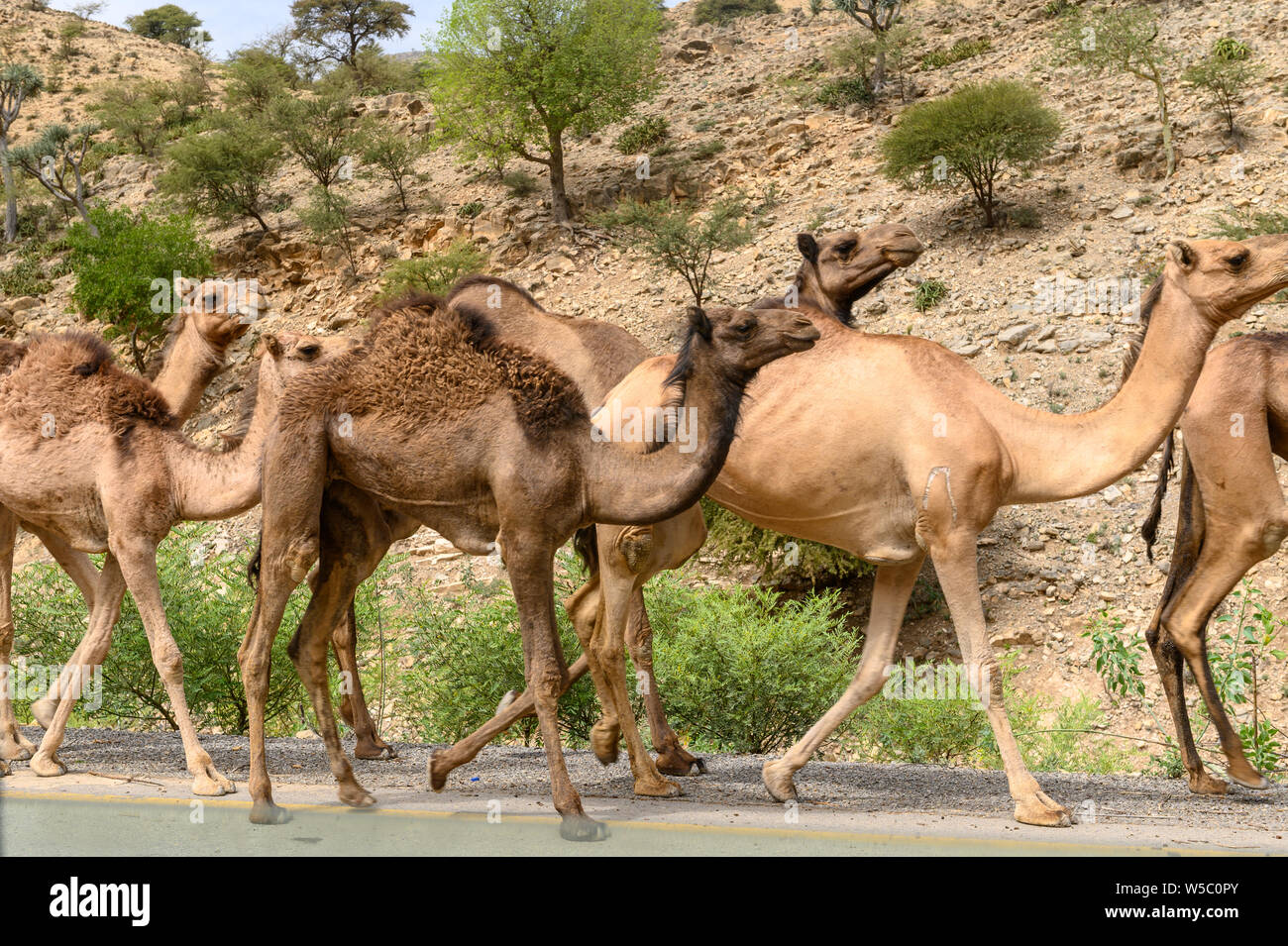 Camels roaming the streets, Danakil Depression,  Ethiopia Stock Photo