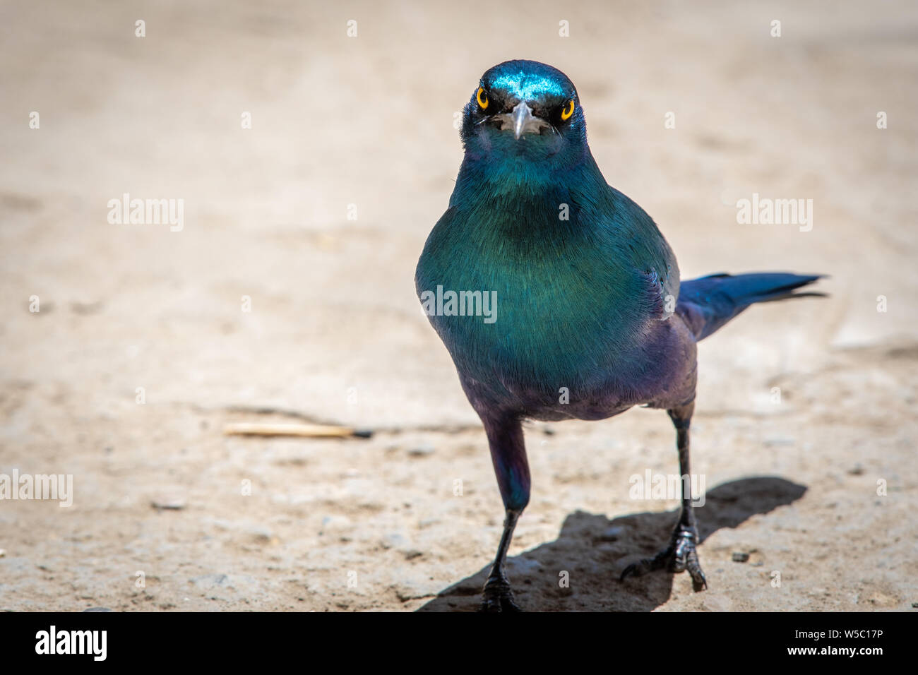 Close up of Greater blue-eared starling (Lamprotornis chalybaeus) in Danakil Depression ,  Ethiopia Stock Photo