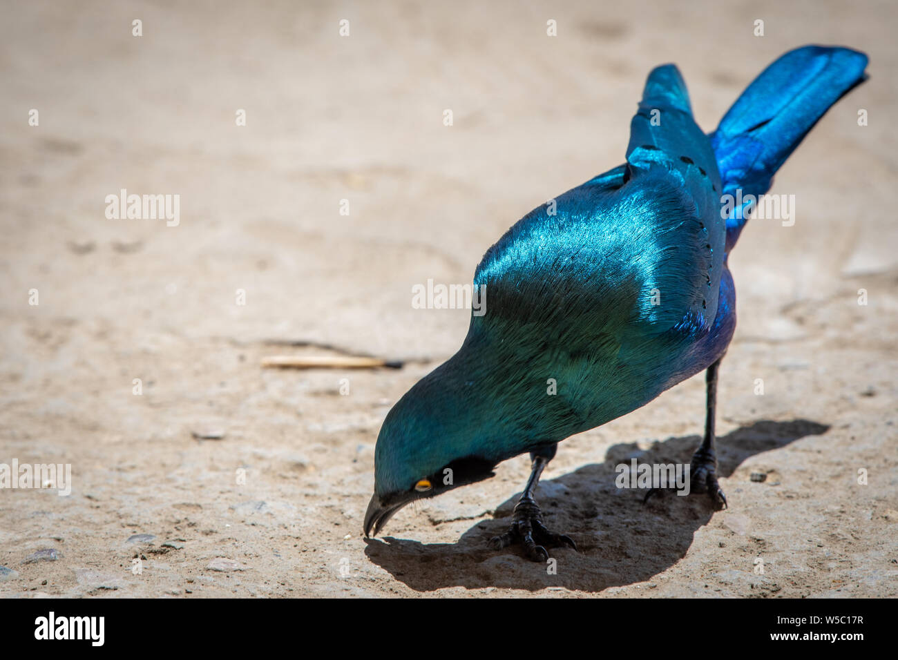 Close up of Greater blue-eared starling (Lamprotornis chalybaeus) in Danakil Depression ,  Ethiopia Stock Photo