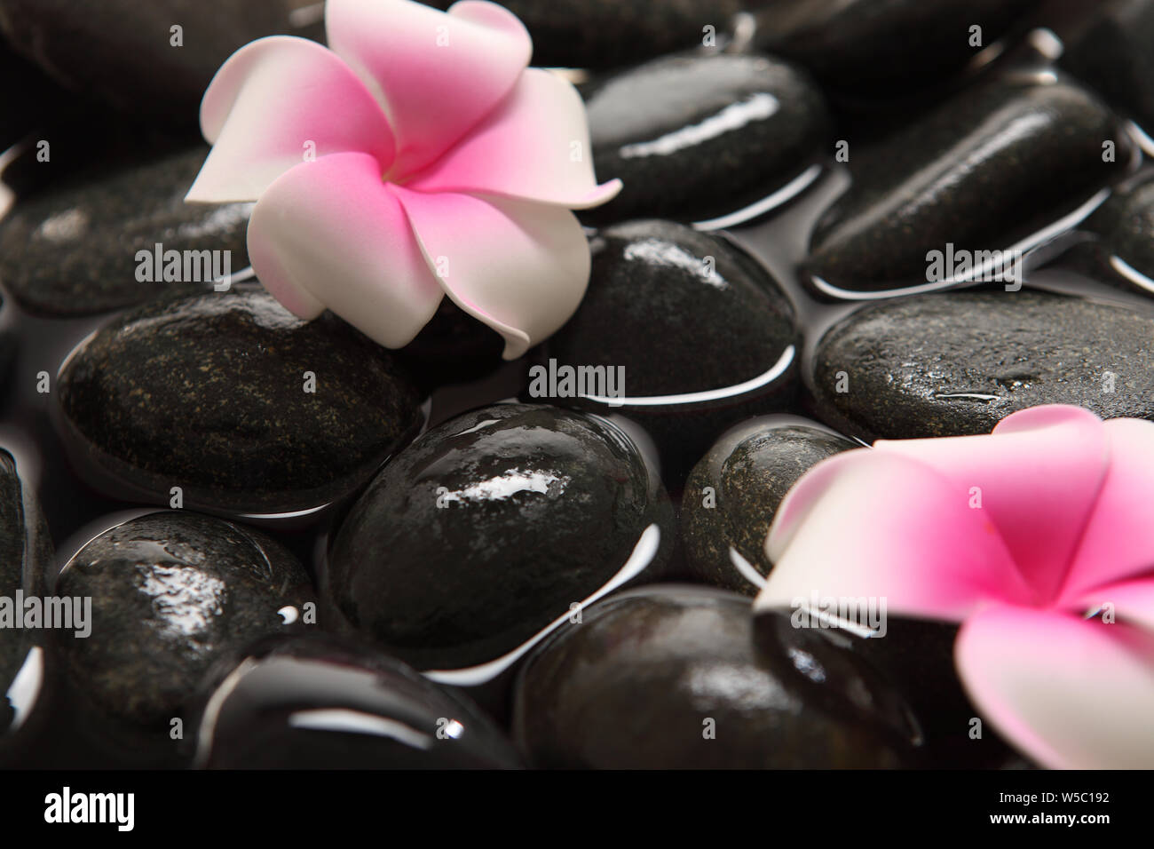Flower with lastone therapy stones Stock Photo