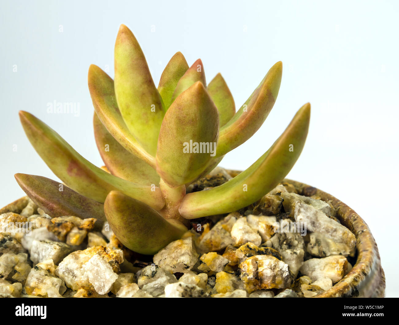 Succulent plant stonecrop, Sedum, freshness leaves of Sedum Jamaican Sunset grow in the ceramic pot Stock Photo