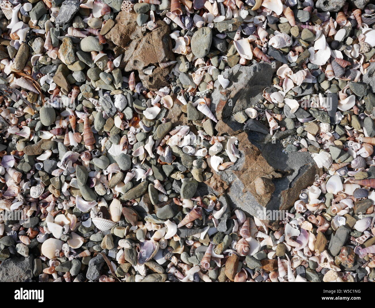 Close up of  gravel and small seashells on a rocky beach Stock Photo