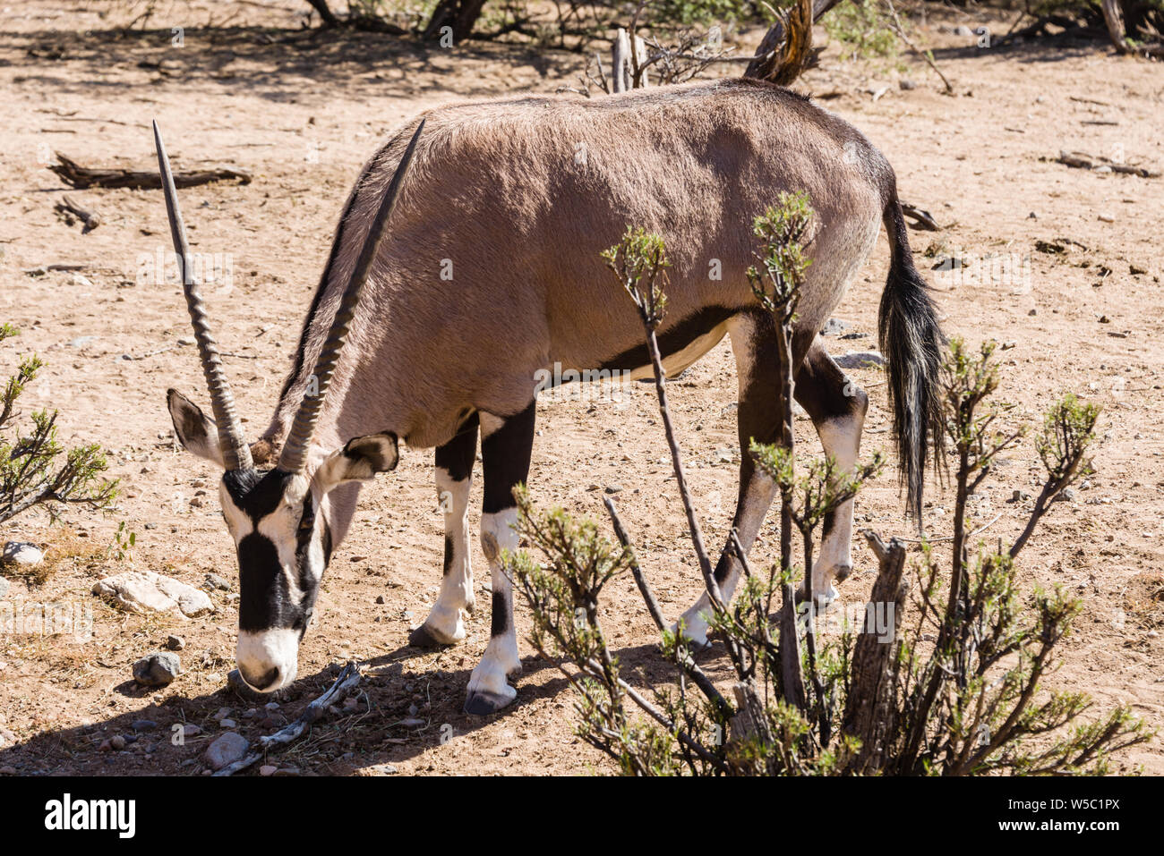 Long straight horns hi-res stock photography and images - Alamy