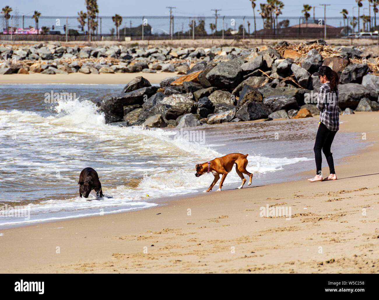 Newport Beach, CA / USA - March 9, 2019: Dogs play off-leash on the Santa Ana River County Beach after rainstorms swept trash onto the beach. Stock Photo